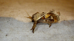 Euclea distrahens