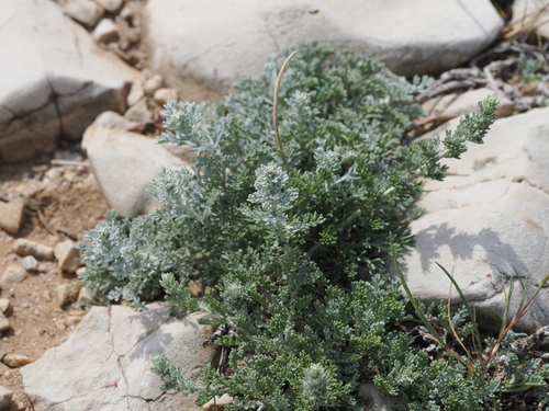Artemisia caerulescens, photograph 2