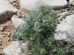(c) Augustin Soulard, some rights reserved (CC BY) Artemisia caerulescens, photograph (c) Augustin Soulard, some rights reserved (CC BY)
