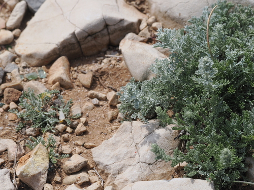 Artemisia caerulescens, photograph 3