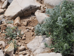 (c) Augustin Soulard, some rights reserved (CC BY) Artemisia caerulescens, photograph (c) Augustin Soulard, some rights reserved (CC BY)