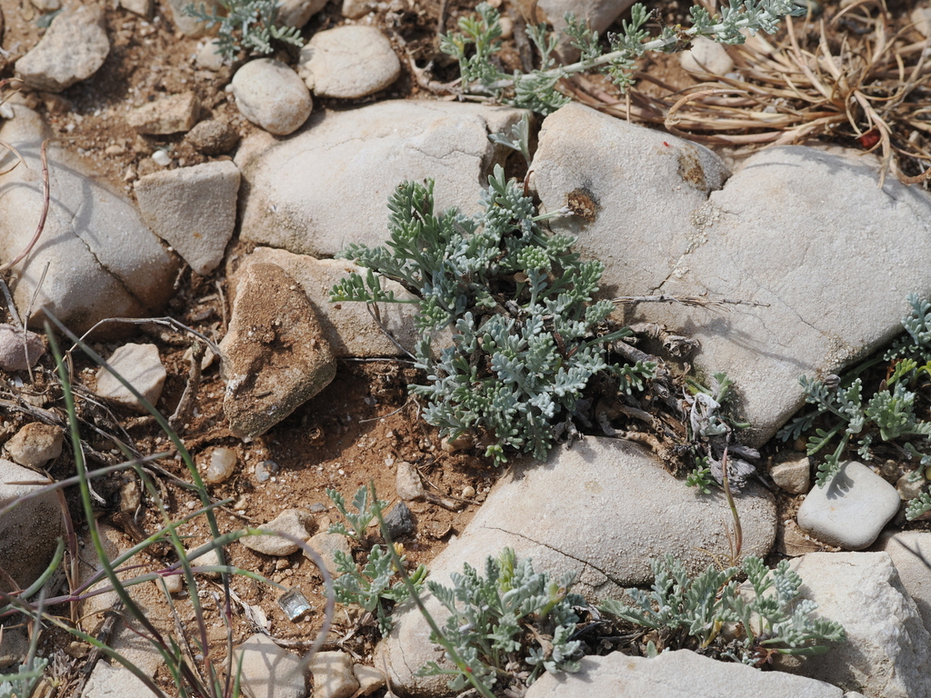 Artemisia caerulescens; photograph (c) Augustin Soulard, some rights reserved (CC BY)