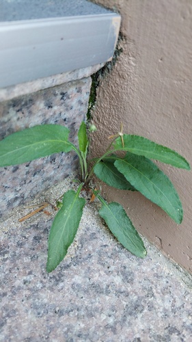 Viola philippica