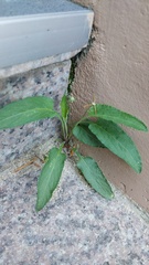 Viola philippica