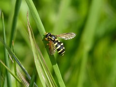 Xanthogramma citrofasciatum