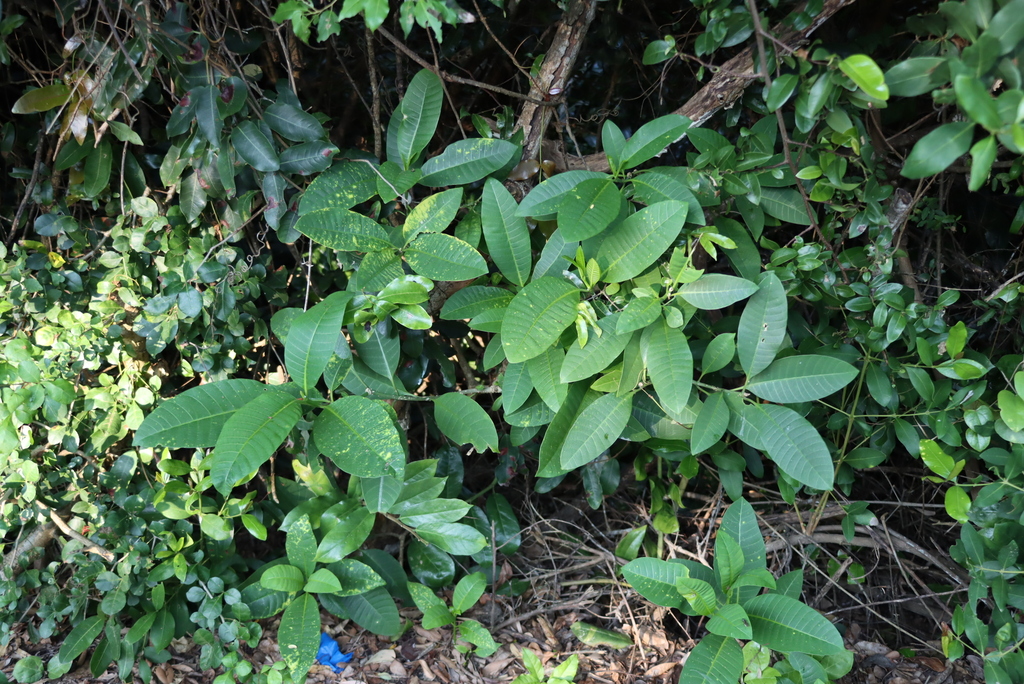 Tabernaemontana elegans; photograph (c) Tony Rebelo, some rights reserved (CC BY-SA)