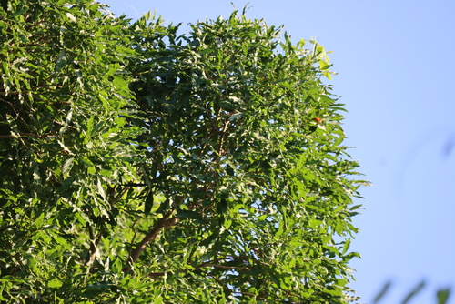 Vepris lanceolata, photograph 6