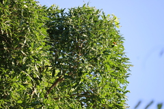 Vepris lanceolata, photograph (c) Tony Rebelo, some rights reserved (CC BY-SA)