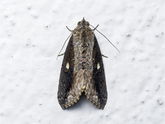 Odontodes seranensis