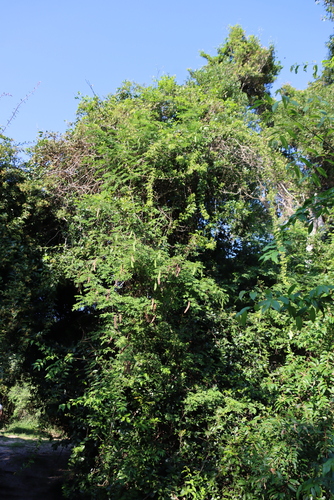 Adenopodia spicata, photograph 2
