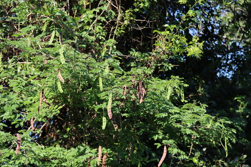 Adenopodia spicata, photograph 3