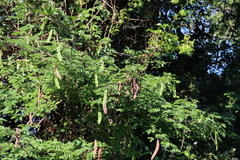 Adenopodia spicata, photograph (c) Tony Rebelo, some rights reserved (CC BY-SA)