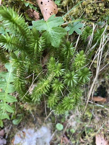 northern firmoss