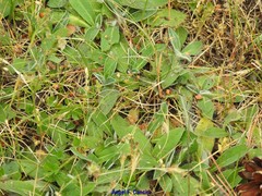 Pilosella pseudopilosella