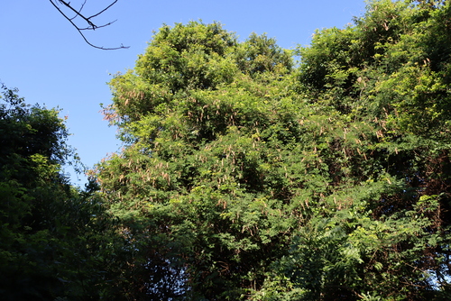 Adenopodia spicata