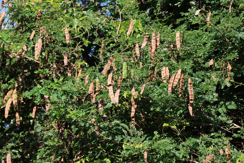 Adenopodia spicata, photograph 1