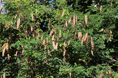 Adenopodia spicata, photograph (c) Tony Rebelo, some rights reserved (CC BY-SA)