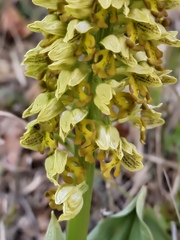 Orchis punctulata