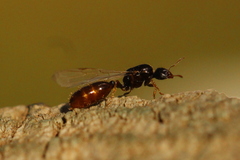 Solenopsis punctaticeps