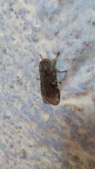 Lepidoptera
