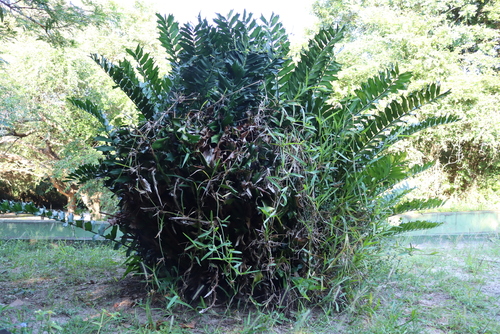 Encephalartos ferox