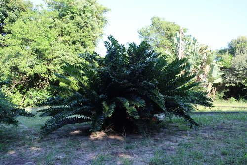 Encephalartos ferox
