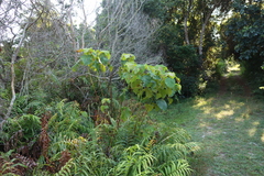 Macaranga capensis