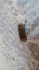 Lepidoptera