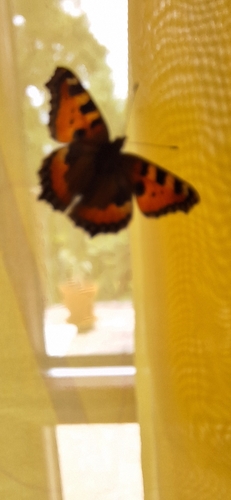 Small Tortoiseshell