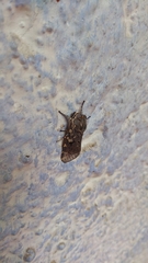 Lepidoptera