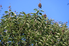 Volkameria glabra