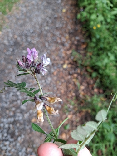 Bush Vetch