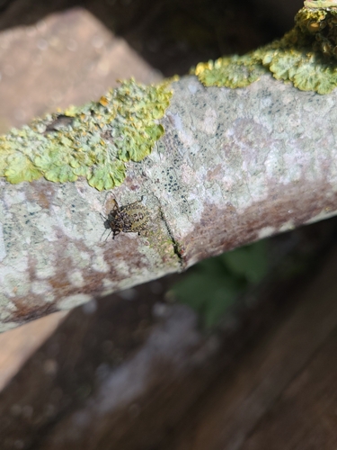 Forest Bug