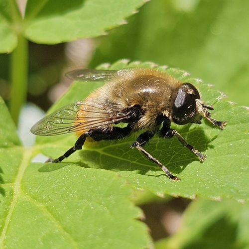 Narcissus Bulb Fly