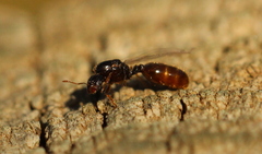 Solenopsis punctaticeps