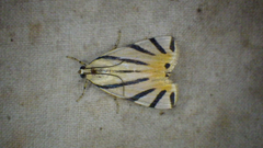 Dichogama prognealis