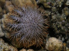 Acanthaster