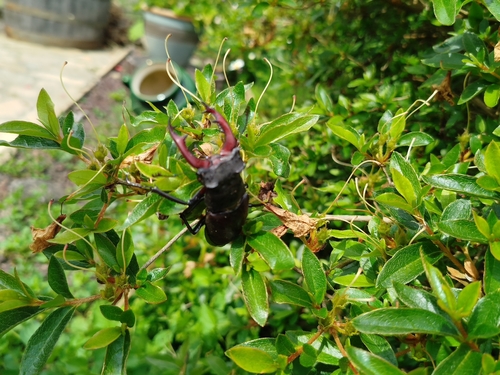 European Stag Beetle
