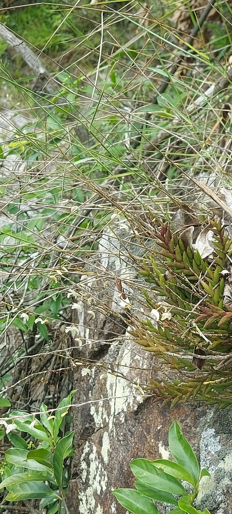 Dendrobium spatella Rchb.f. 4