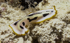 Pseudoceros scriptus