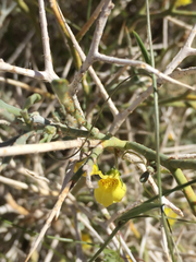 Neogaerrhinum filipes