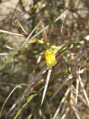 Neogaerrhinum filipes