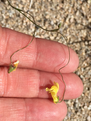 Neogaerrhinum filipes
