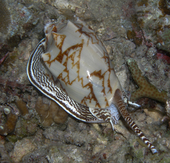 Cymbiola vespertilio