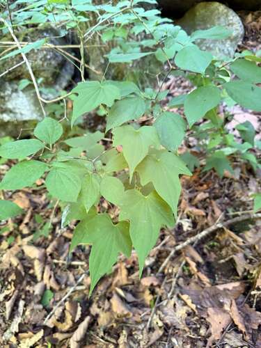Fan-leaf mountain yam