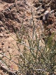 Ephedra nevadensis