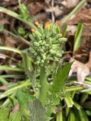 Youngia thunbergiana