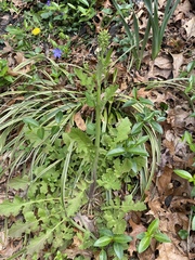Youngia thunbergiana