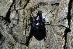 Carabus serratus