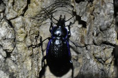 Carabus serratus